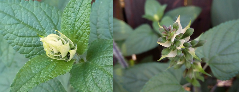 [Two photos spliced together. The left photo is a close view of the closed bloom which is a series of diamond-shaped yellow-green petals like nesting dolls. It is atop green leaves. On the right is a fully-open bloom which extends well above the leaves and the petals are now flattened (parallel to the ground). The inside of each petal has a green center rimmed by the same yellow-green of the outer side of the petal. The very top small petals appear to have a purple cast.]